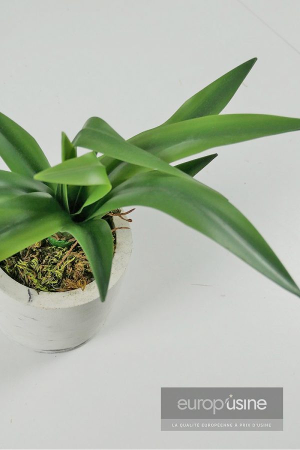 Plante artificielle cactus